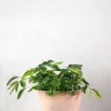 PLANT Mimose New