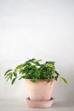 PLANT Mimose New