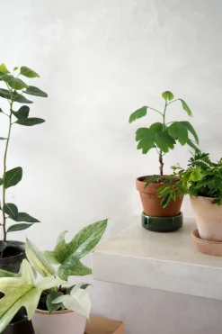 PLANT Mimose New