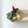 PLANT Minier Outlet
