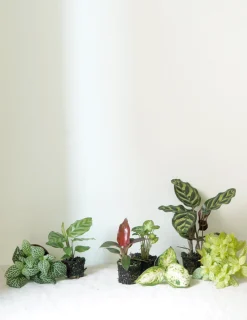 PLANT Minier Outlet