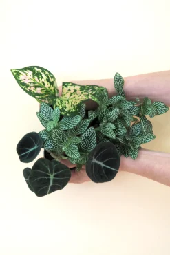 PLANT Minier Outlet