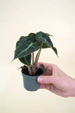 PLANT Minier Outlet