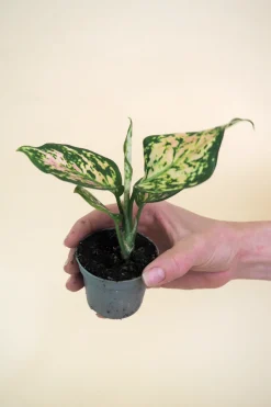 PLANT Minier Outlet