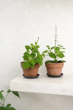 PLANT Møle Online