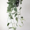 PLANT Måneskin Sale