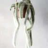 PLANT Monkey's Tail kaktus Best
