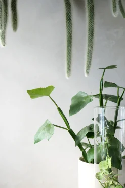 PLANT Monkey's Tail kaktus Best