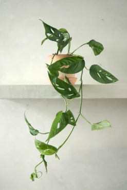 PLANT Monstera Acuminata New