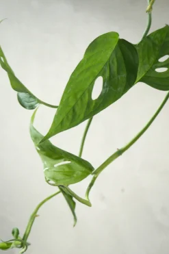 PLANT Monstera Acuminata New