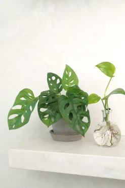 PLANT Monstera Adansonii Online