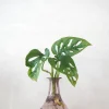 PLANT Monstera adansonii i vase, rosa Clearance