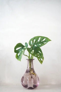 PLANT Monstera adansonii i vase, rosa Clearance