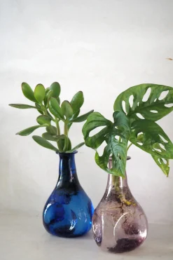 PLANT Monstera adansonii i vase, rosa Clearance