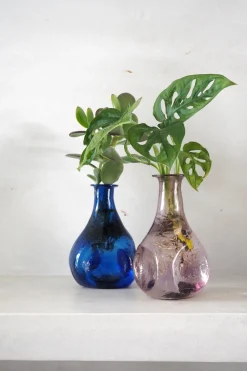 PLANT Monstera adansonii i vase, rosa Clearance