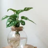 PLANT Monstera i glaskolbe Best