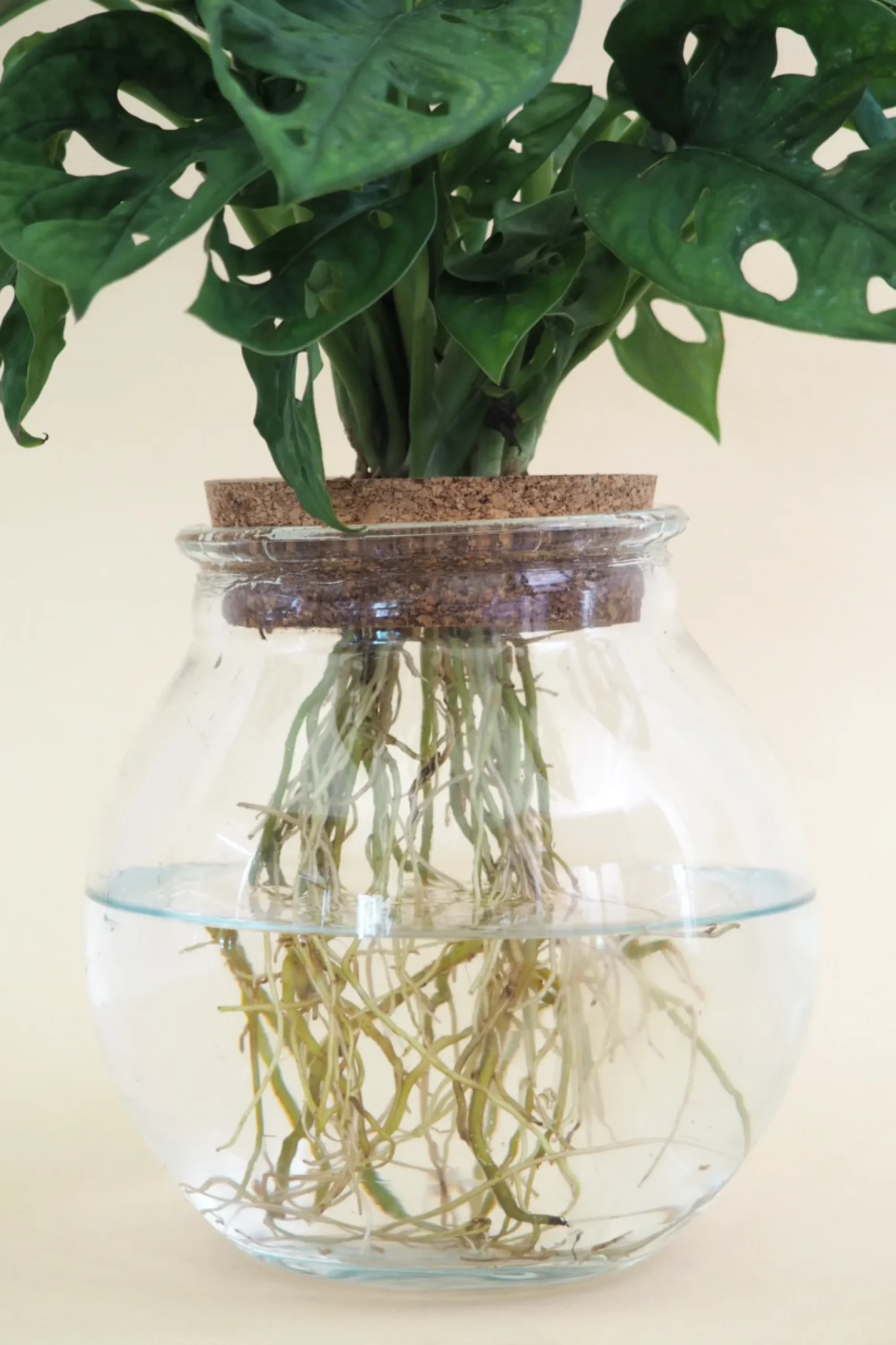 PLANT Monstera i glaskolbe Best