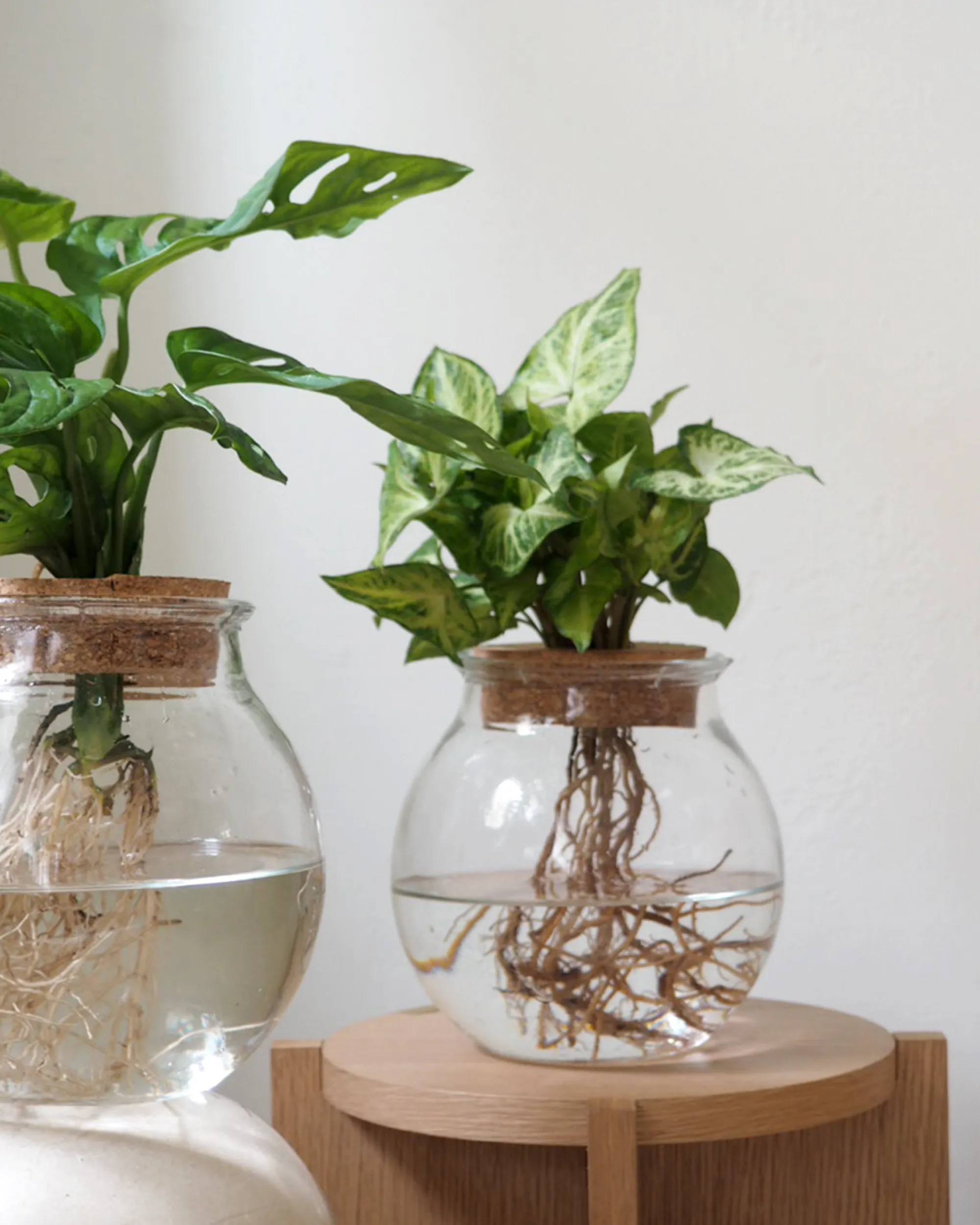PLANT Monstera i glaskolbe Best