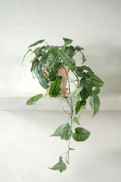 PLANT Monstera siltepecana Discount