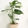 PLANT Monstera variegata 'Thai Constellation' Online