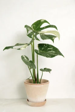 PLANT Monstera variegata 'Thai Constellation' Online