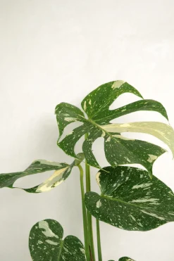 PLANT Monstera variegata 'Thai Constellation' Online