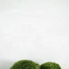 PLANT Mos Best