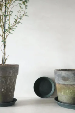 PLANT Mosgrøn underskål Clearance