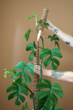 PLANT Mosstok Online