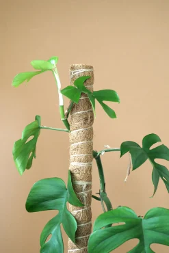 PLANT Mosstok Online