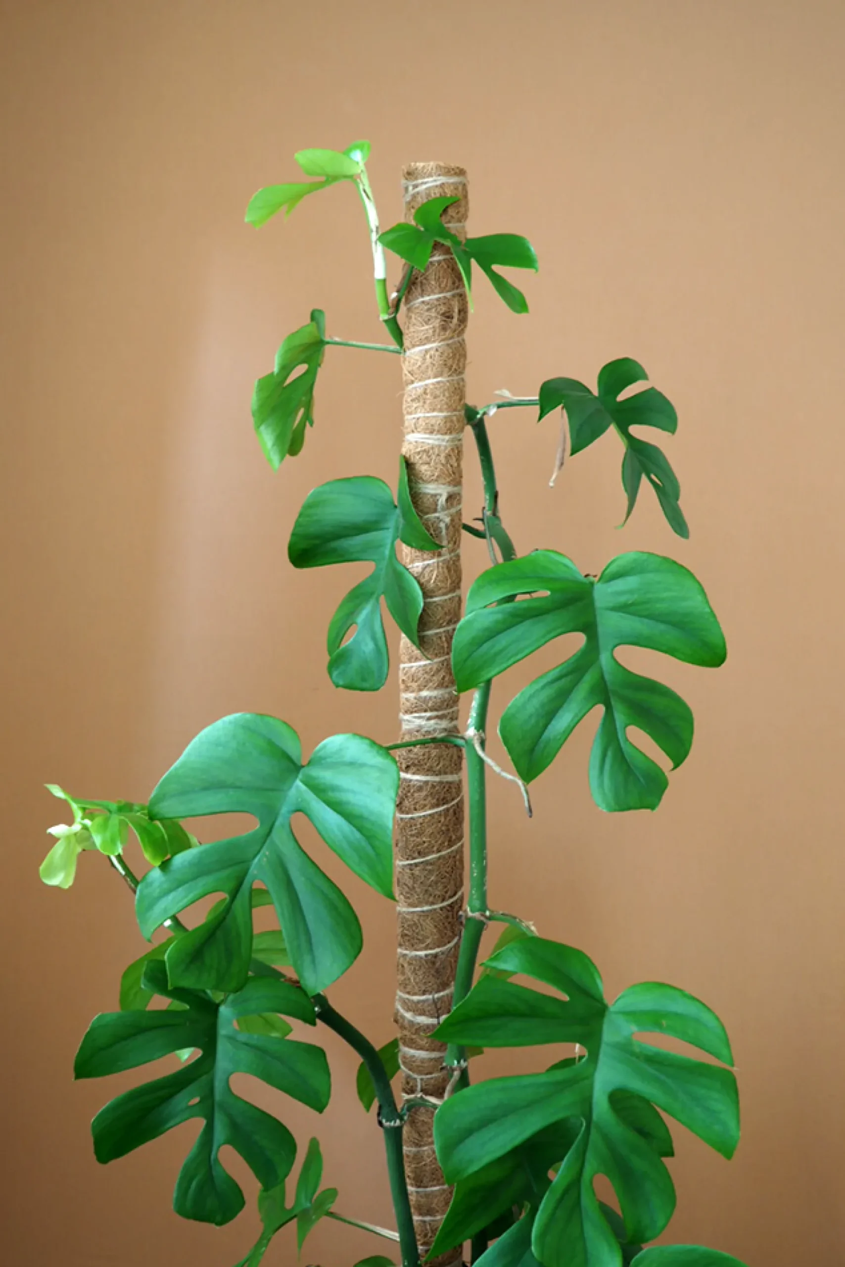 PLANT Mosstok Online