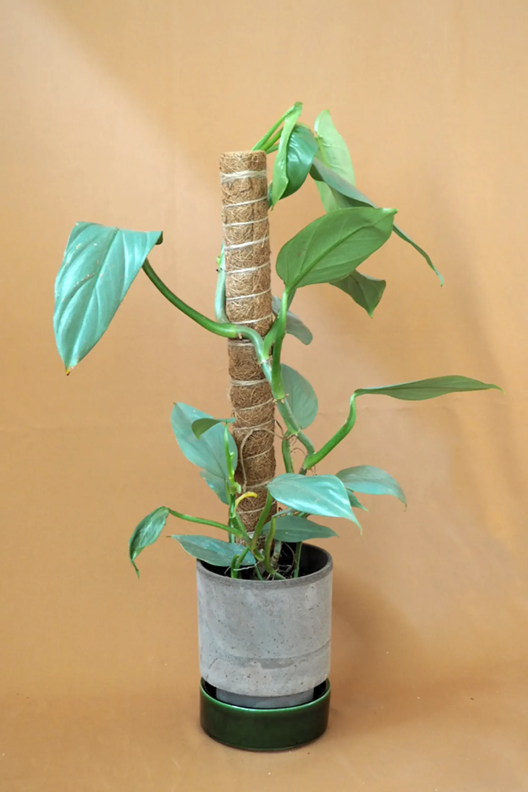 PLANT Mosstok Online