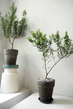 PLANT Myrtel, stor Outlet