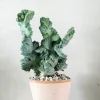 PLANT Myrtillo Cristata Online