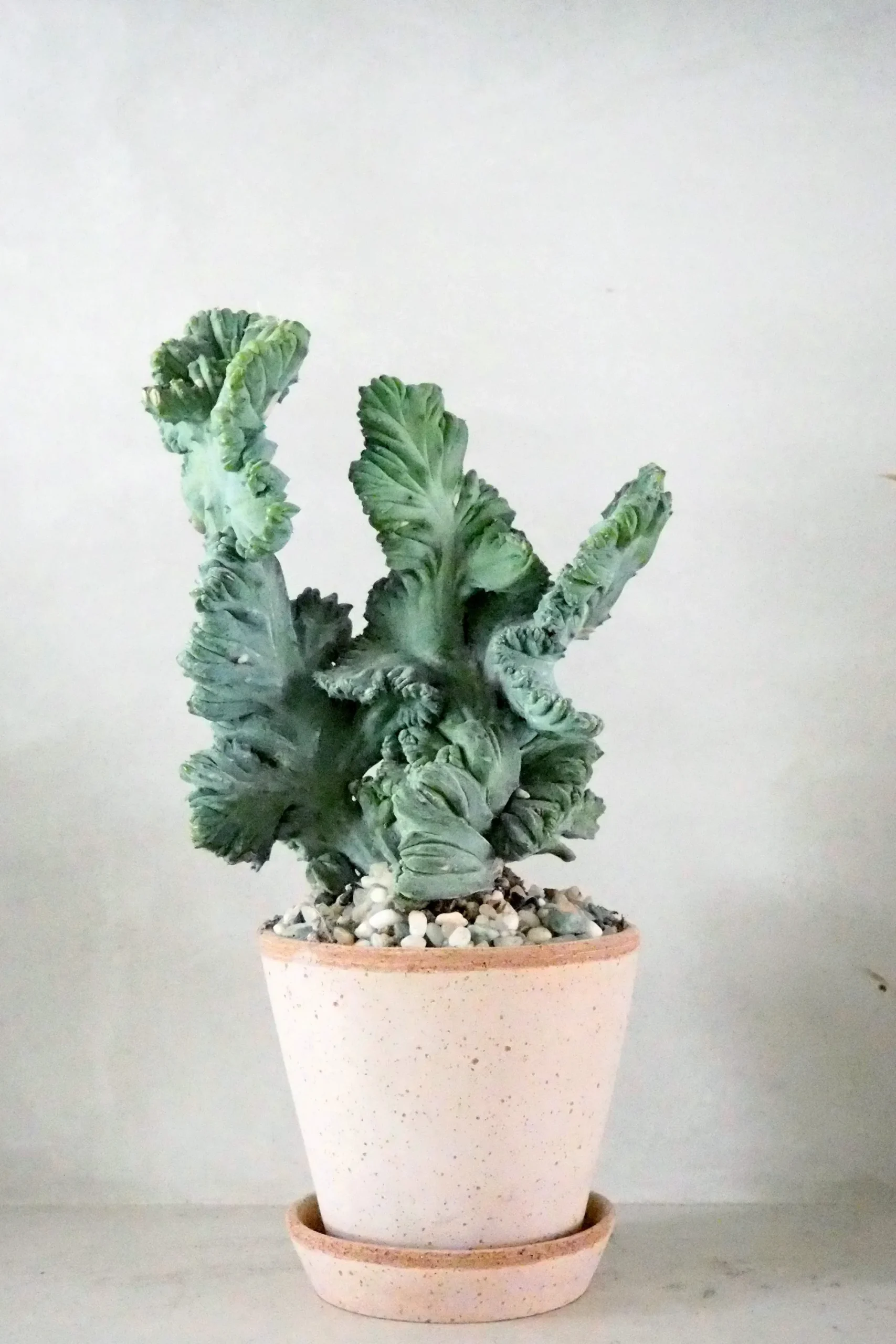 PLANT Myrtillo Cristata Online