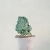 PLANT Myrtillo Geometrizans Outlet