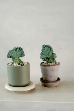 PLANT Myrtillo Geometrizans Outlet
