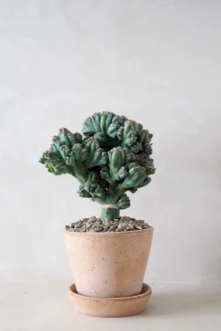 PLANT Myrtillocactus geometrizans cr. minor Clearance