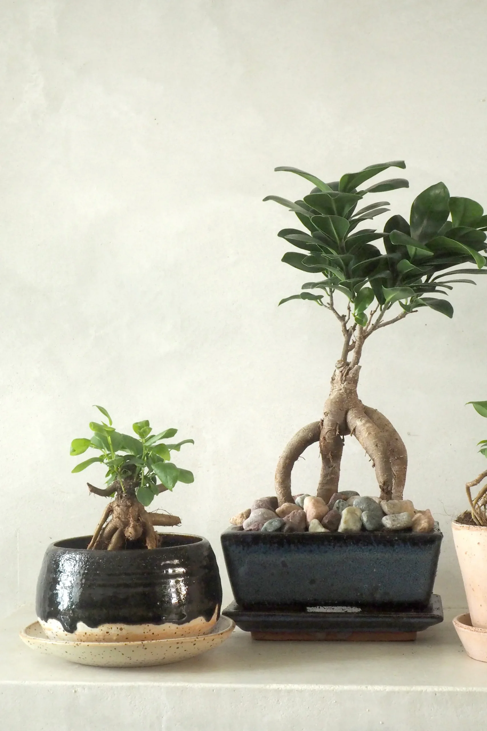 PLANT Nina Frigg medium no. 4 Online