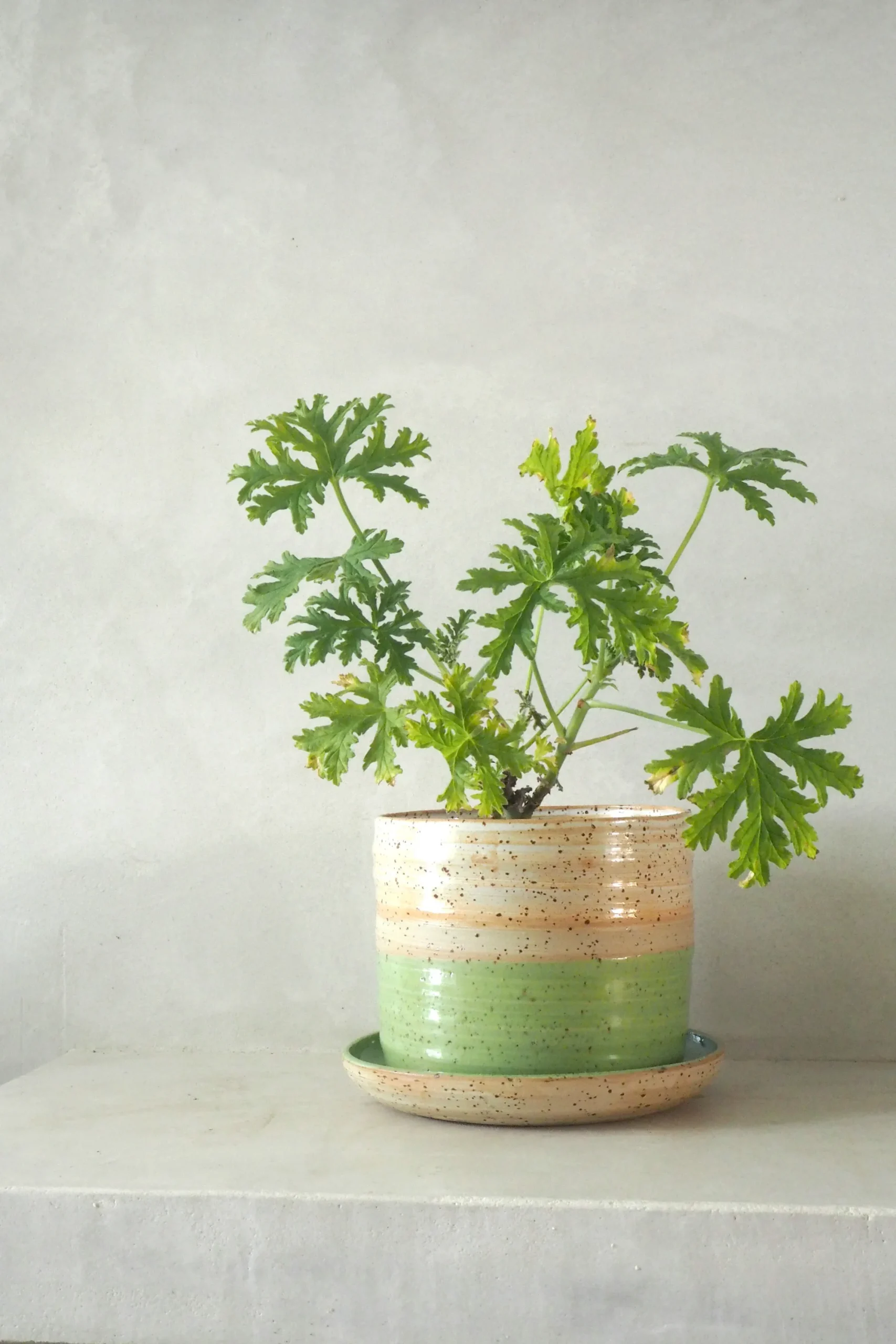 PLANT Nina Frigg stor no. 7 Online