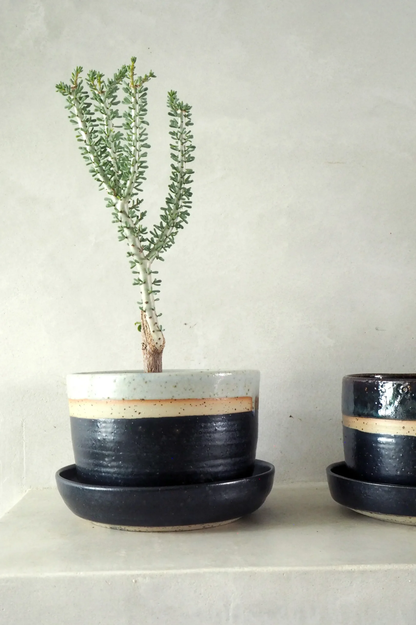 PLANT Nina Frigg stor no. 2 Online