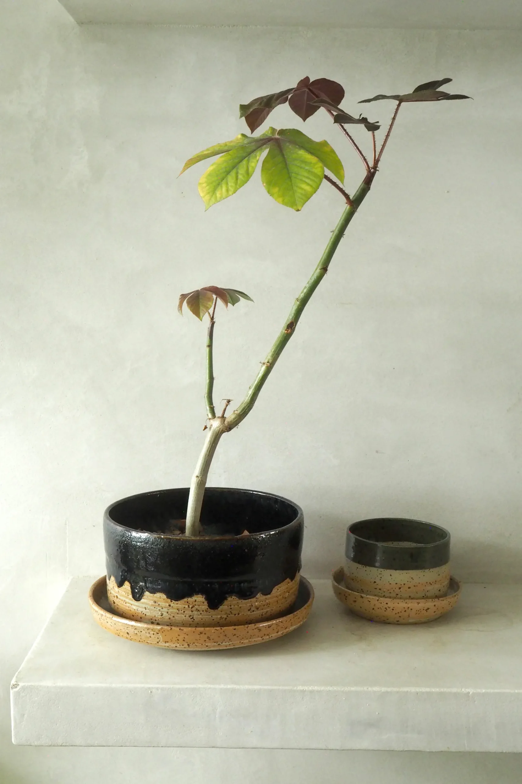 PLANT Nina Frigg xl krukke New