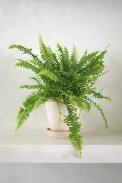 PLANT Nyrebregne