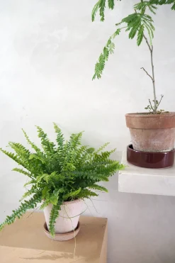 PLANT Nyrebregne