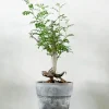 PLANT Operculicary decaryi Online