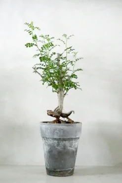 PLANT Operculicary decaryi Online