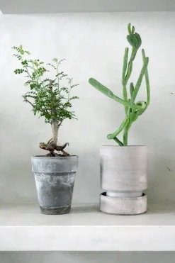 PLANT Operculicary decaryi Online