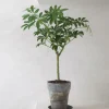PLANT Opstammet Schefflera Best