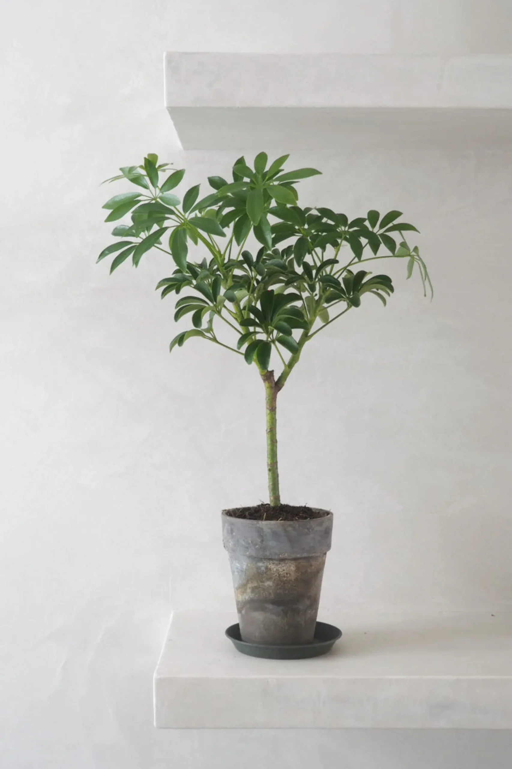 PLANT Opstammet Schefflera Best