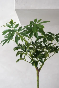PLANT Opstammet Schefflera Best
